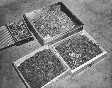 Buchenwald Teeth 74565