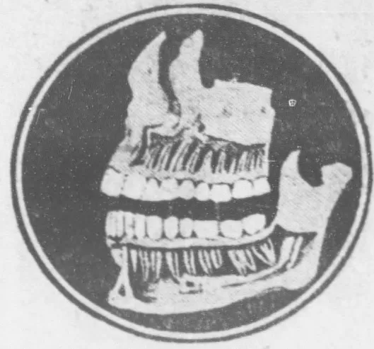 Cutaway image of human jaw with teeth (1917)